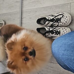 Mizuno Volleyball Shoes